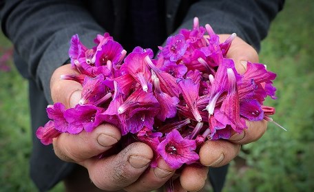 برداشت محصول گل گاوزبان در شهرستان تالش آغاز شد